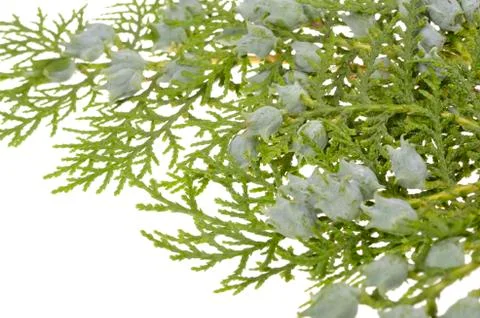 Juniper, twig with cones, close up, isolated Stock Photos