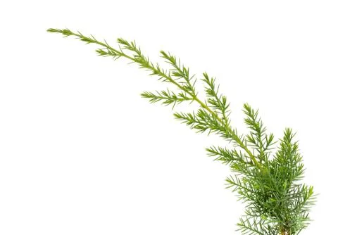 Juniper twig isolated on white background. Ornamental plants for landscape de Stock Photos