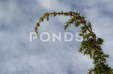 Juniper twig Stock Photos