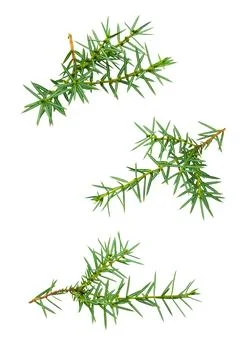 Juniper twigs on a white isolated background Stock-Fotos