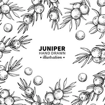 Juniper vector drawing frame. Isolated vintage  template of berr Stock Illustration