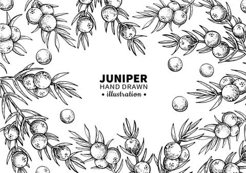 Juniper vector drawing frame. Isolated vintage  template of berr Stock Illustration