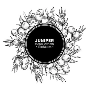 Juniper vector drawing frame. Isolated vintage  template of berr Illustrazione stock