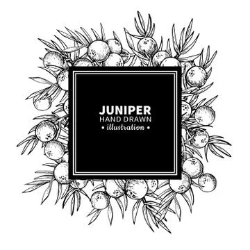 Juniper vector drawing frame. Isolated vintage  template of berr Illustrazione stock