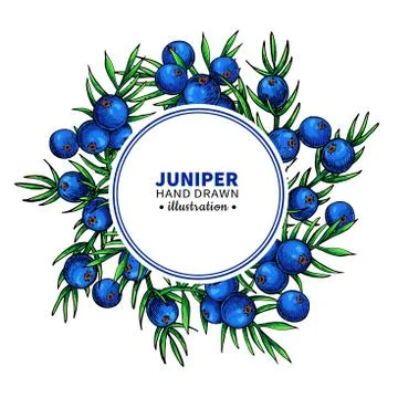 Juniper vector drawing frame. Isolated template with berry on branch. Organic Illustrazione stock