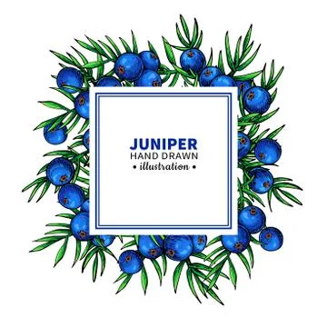 Juniper vector drawing frame. Isolated template with berry on branch. Organic Illustrazione stock
