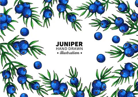 Juniper vector drawing frame. Isolated template with berry on branch. Organic 스톡 일러스트