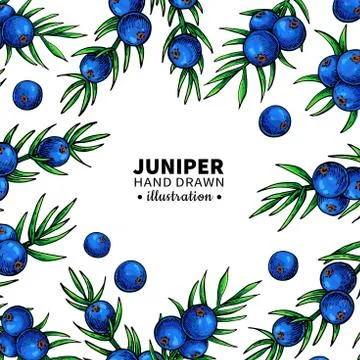 Juniper vector drawing frame. Isolated template with berry on branch. Organic Stock Illustration