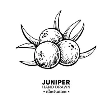 Juniper vector drawing. Isolated vintage illustration of berry on branch. Org Illustrazione stock