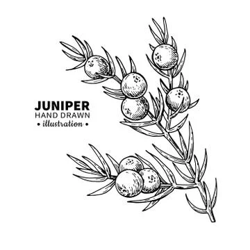 Juniper vector drawing. Isolated vintage illustration of berry on branch. Org Illustrazione stock