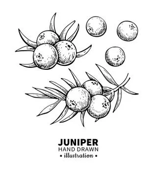 Juniper vector drawing. Isolated vintage illustration of berry on branch. Org Stock Illustration