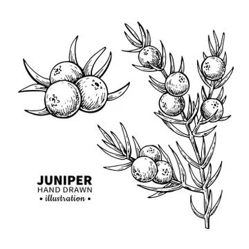 Juniper vector drawing. Isolated vintage illustration of berry on branch. Org Stock Illustration