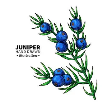 Juniper vector drawing. Isolated vintage  illustration of berry Stock Illustration