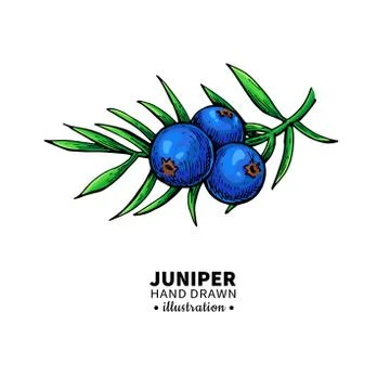 Juniper vector drawing. Isolated vintage  illustration of berry Stock Illustration