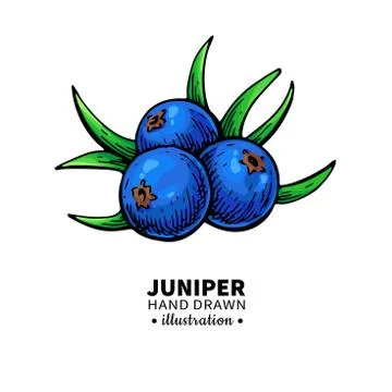 Juniper vector drawing. Isolated vintage  illustration of berry Stock Illustration