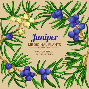 Juniper vector frame Stock Illustration