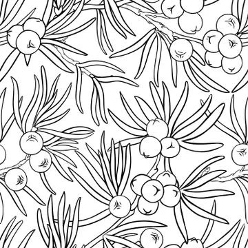 Juniper vector pattern Stock Illustration
