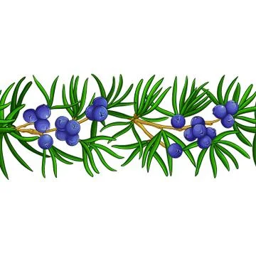 Juniper vector pattern Stock Illustration