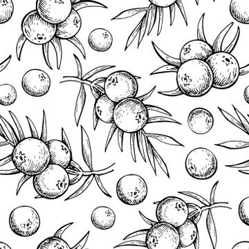 Juniper vector seamless pattern drawing. Isolated vintage background with ber Stock Illustration