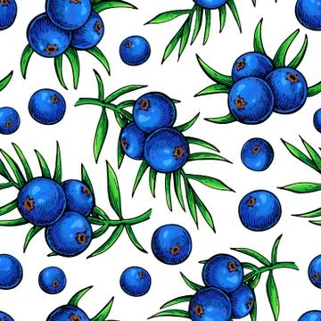 Juniper vector seamless pattern drawing. Isolated vintage  backg Stock Illustration