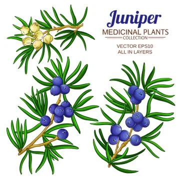 Juniper vector set Stock Illustration