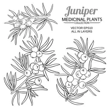 Juniper vector set Stock Illustration