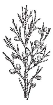 Juniper, vintage engraving. Illustrazione stock