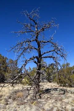 A juniper on volcano soil Foto stock