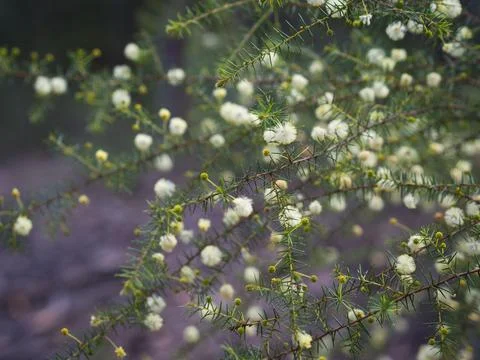 Juniper Wattle 2 Foto stock