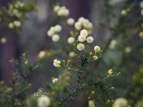 Juniper Wattle Foto stock