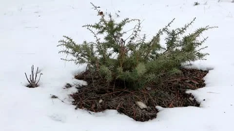 Juniper in winter on the mountain (Juniperus communis) Stock Footage 10713605