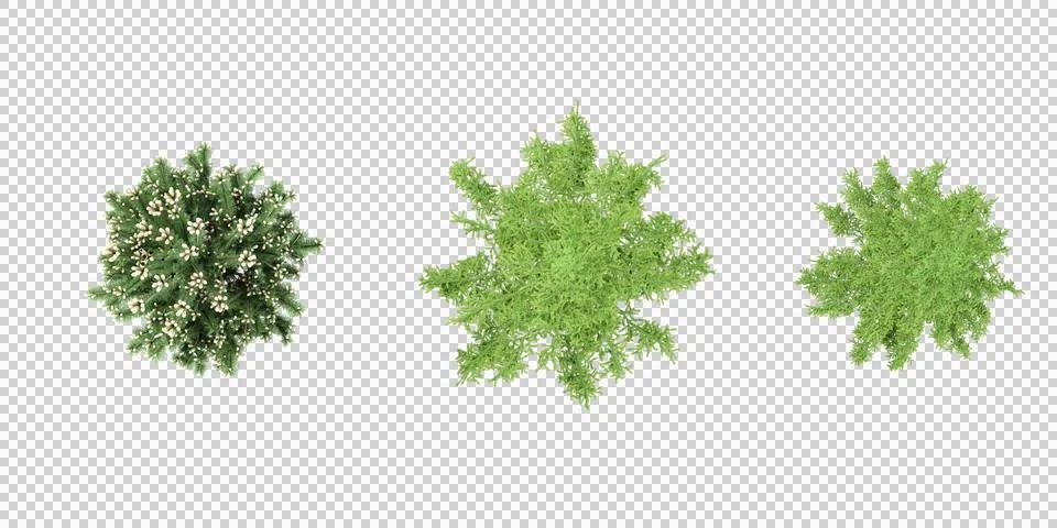 Juniper,Cedar trees shape top view cut out transparent backgrounds 3d renderi Stock Photos