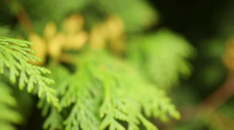 Junipers are coniferous plants in the genus Juniperus Stock Footage 57767186