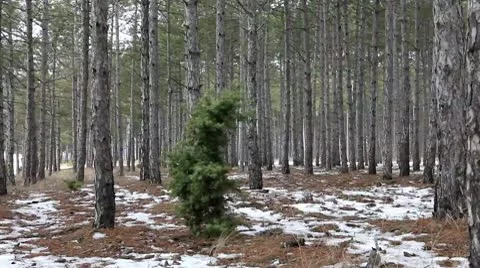 Junipers in the coniferous forest in winter (Juniperus communis) Stock Footage 10730289