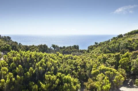 Junipers in Faial coast Stock Photos