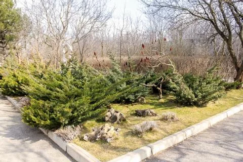 Junipers on the lawn. Stock Photos