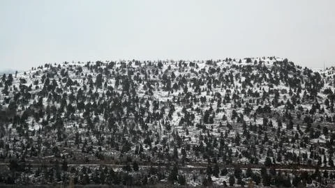 Junipers - sabinar Stock-Fotos