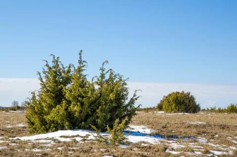 Juniperus bushes Stock Photos
