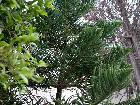 Juniperus chinensis in the Background 写真素材