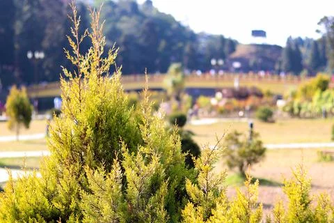 Juniperus chinensis, Stock Photos