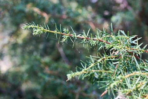 Juniperus communis, common juniper small tree or shrub in cypress family Cupr Stock Photos