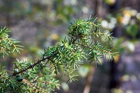 Juniperus communis, common juniper small tree or shrub in cypress family Cupr Stock Photos
