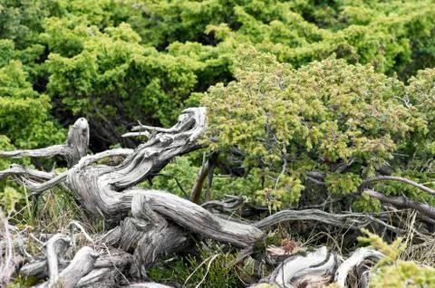 Juniperus communis - evergreen juniper tree, green branch Foto stock