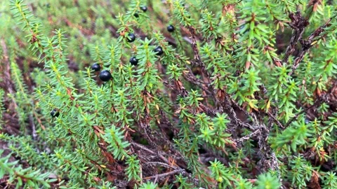 Juniperus communis Stock Footage 254414502