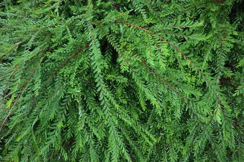 Juniperus communis Stock Photos