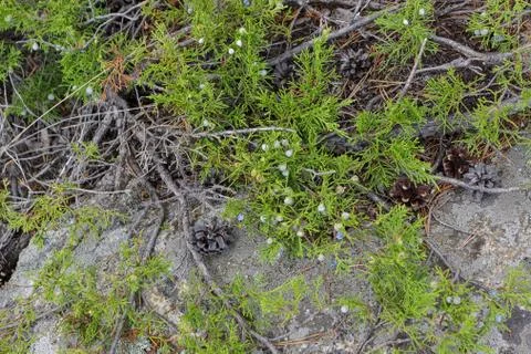 Juniperus communis plant close up. Stock Photos