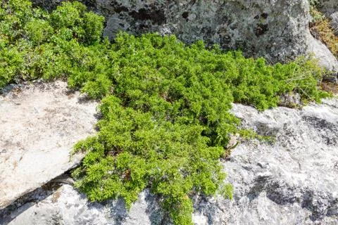 Juniperus communis plant close up. Stock Photos