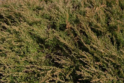 Juniperus communis 'Repanda' (Juniper Shrub) Rosemoor,Devon-23 Apr 2021-4 Stock Photos