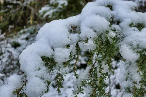 Juniperus communis in Winter. Stock Photos