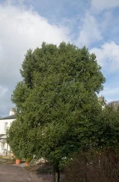 Juniperus drupacea (Syrian Juniper) Rosemoor,Devon-25 Jan 2021-4 Stock Photos